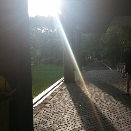sunlight